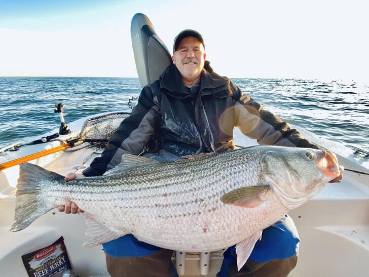 How Big Do Striped Bass Get? (Average and Maximum Sizes)