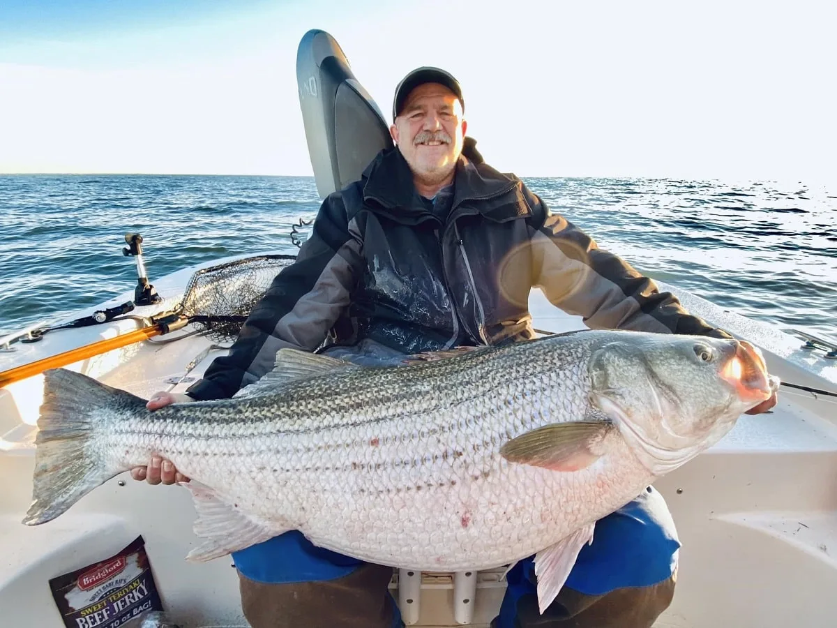 a massive striped bass caught in Chesapeake Bay