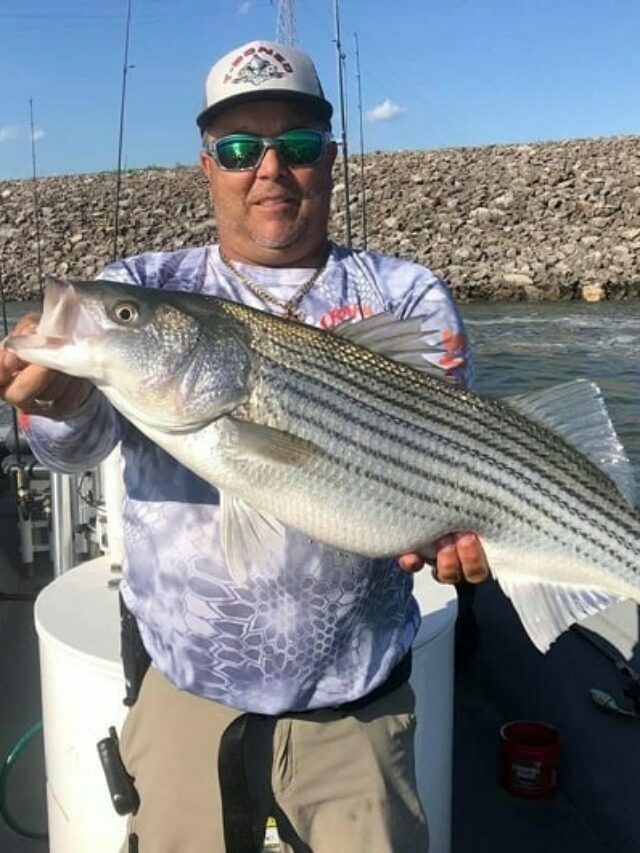 How Big Are Striped Bass?