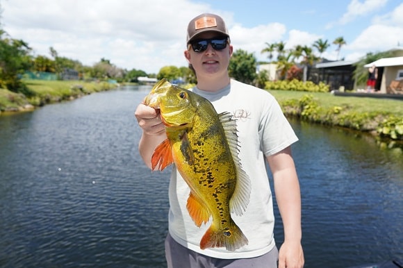 a bass angler on a river holding an average sized peacock bass of about 3 pounds