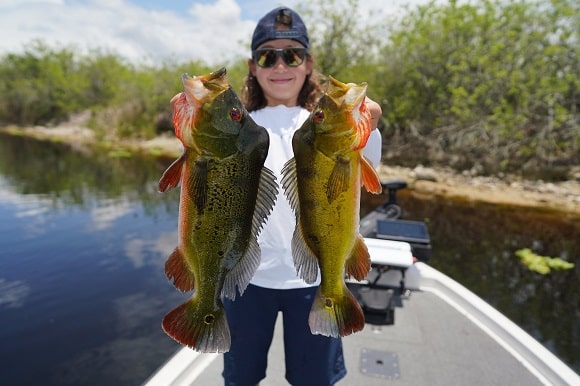 A fisher in Florida holding two big butterfly peacock bass