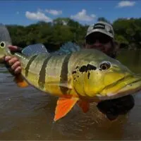 a happy angler in a river holding a giant Florida peacock bass