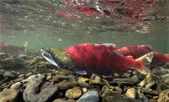 an underwater image of a bright red Alaska sockeye salmon