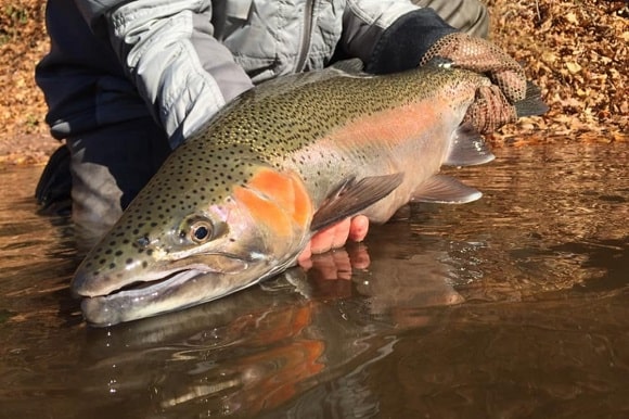 a big winter steelhead being released into the Rogue River