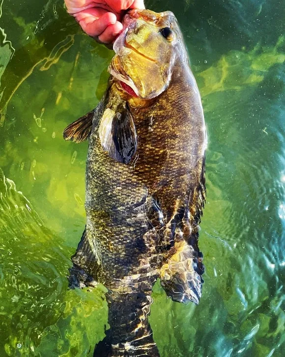 a big smallmouth bass that was caught on a rebel crawfish crankbait is being released