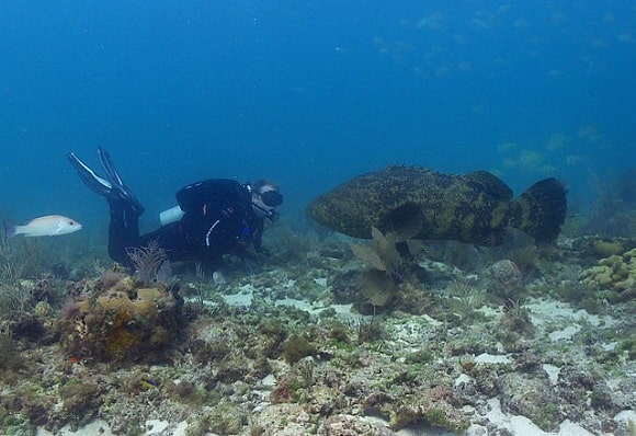 a diver encountering a big goliath grouper