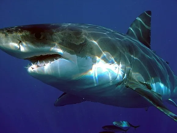 a huge great white shark near Dyer Island, South Africa