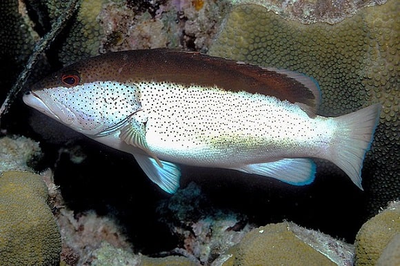 a small coney grouper in a coral reef