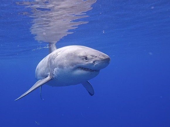 a big old great white near the water surface