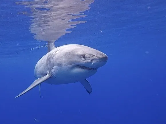 a big old great white near the water surface