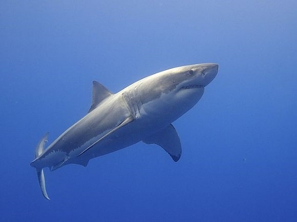 an enormous great white shark in the depth of the ocean