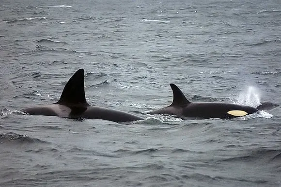 a pair of orcas hunting for halibut