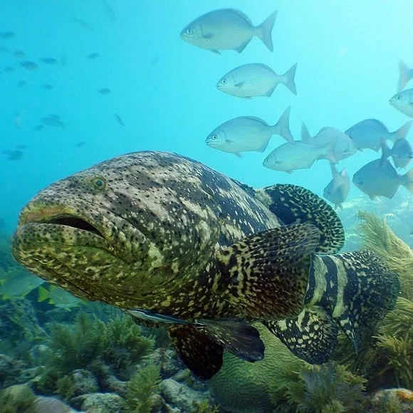 a gigantic goliath grouper in the Florida Keys
