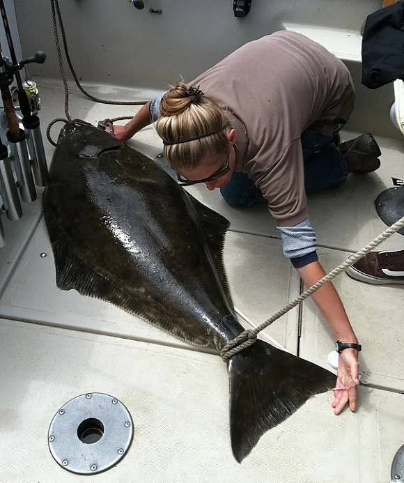 a female scientist measuring a halibut on a boat