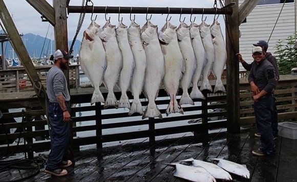 fishermen in Alaska with their daily catch of Pacific halibut