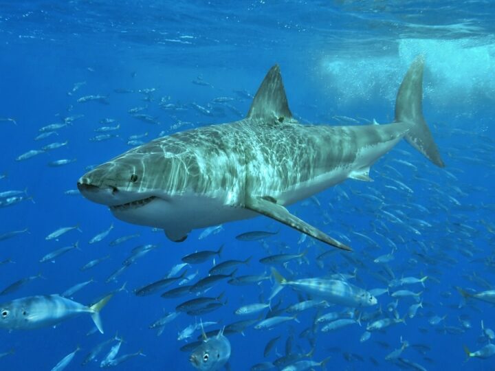 How Big Do Great White Sharks Get?