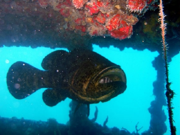 a monstrous Atlantic goliath grouper swimming beneath a pier