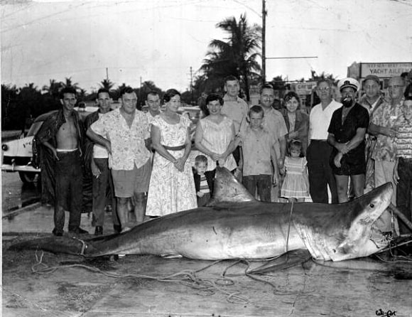 a group of people standing behind a massive great white shark caught off Cuba
