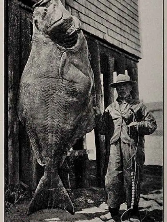 an old image of a fisherman with an extremely large halibut