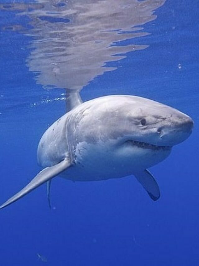 Biggest Great White Sharks in History