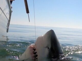 an enormous great white shark getting unhooked near a fishing boat