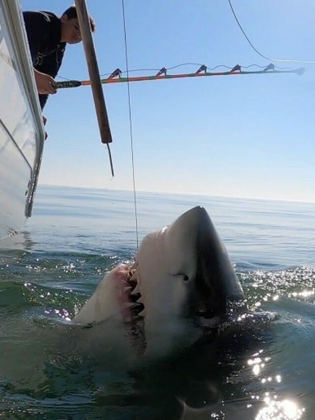 How Big Are Great White Sharks?