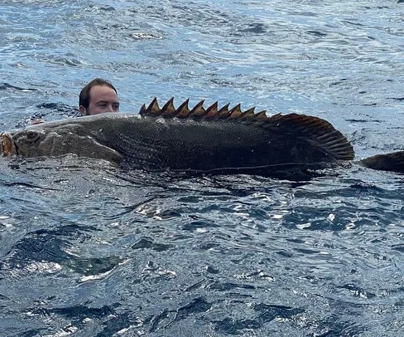 a happy angler swimming with a huge goliath grouper