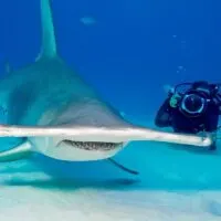 a huge hammerhead swimming next to a diver