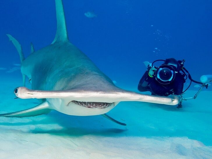 How Big Do Hammerhead Sharks Get?