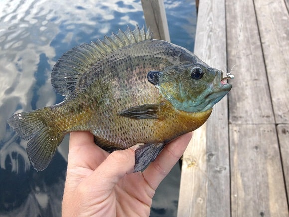 a small bluegill that has been caught on a small jig