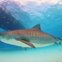 a massive tiger shark swimming beneath a boat in the Pacific Ocean
