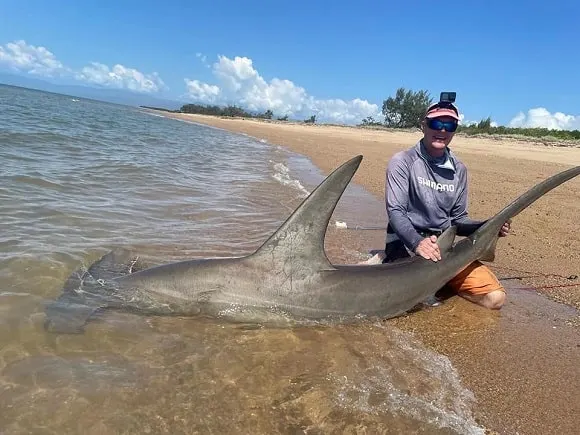 a shark angler in South Africa releasing a very big hammerhead shark