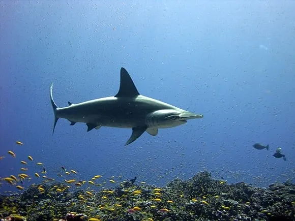 a big and old hammerhead shark cruising a reef