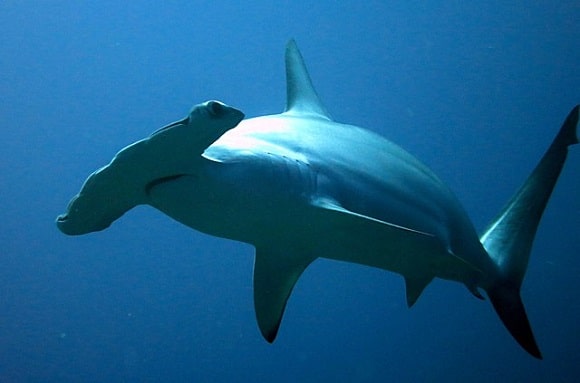 a giant hammerhead shark swimming in the depth of the ocean