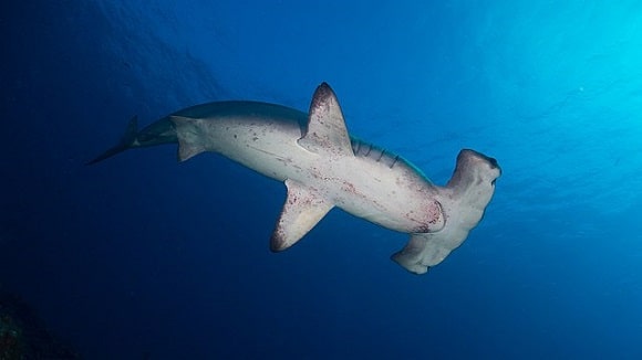 an average sized hammerhead shark swimming in the ocean