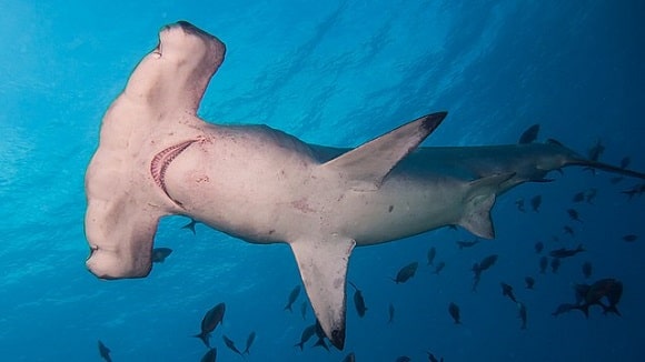 a massive hammerhead shark swimming below the surface
