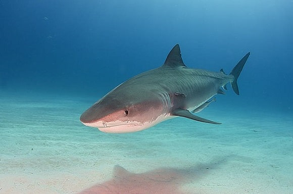 a very big tiger shark being photographed underwater
