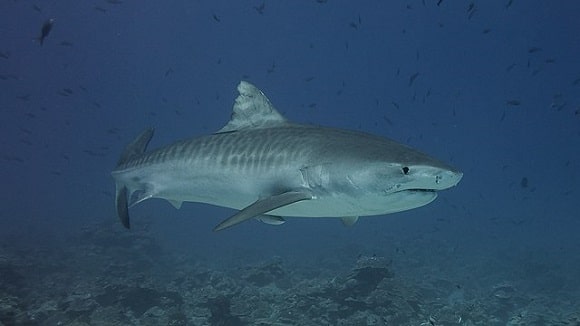 a monster tiger shark swimming in deep water