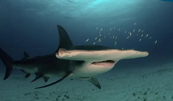a large hammerhead shark hunting for prey