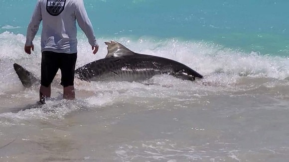 a saltwater angler in Florida releasing a big and old tiger shark female