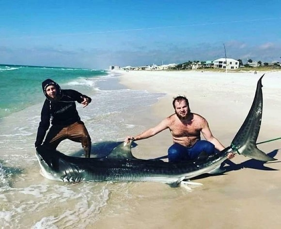 two anglers at the beach releasing a very big tiger shark