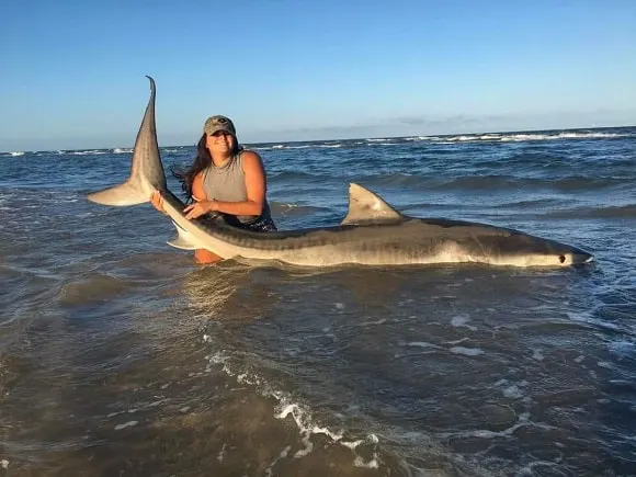 a female angler with a young adult tiger shark 