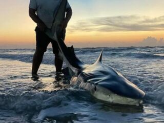 a saltwater angler releasing a huge tiger shark on a beach