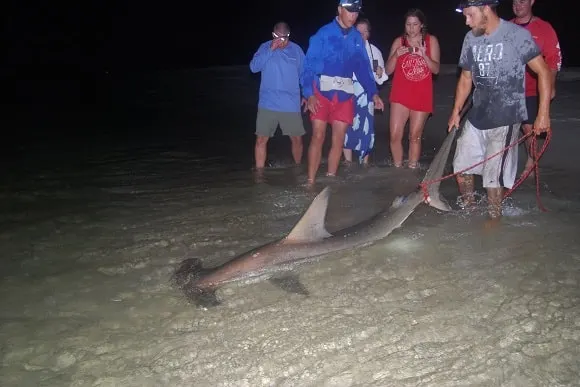 a group of anglers on a beach releasing a big hammerhead shark