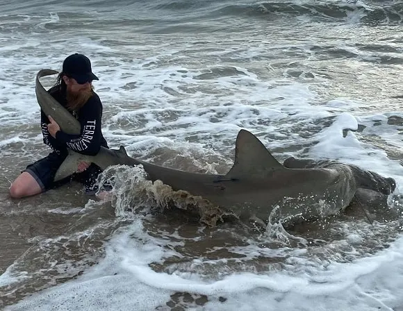 a saltwater angler in Florida releasing a gigantic hammerhead shark