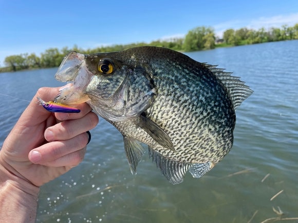 an angler on a lake holding an average sized crappie