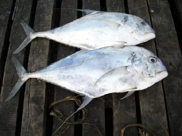 a pair of really big african pompano on a pear