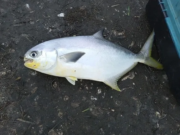 a huge florida pompano lying on the ground