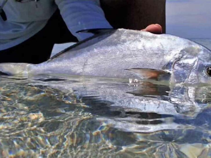 How Big Do Pompano Get? (Average and Record Sizes)