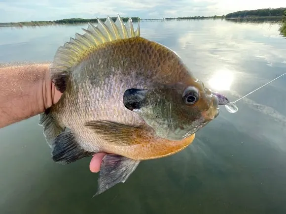 an angler on a lake holding a giant bluegill caught with a fluorocarbon leader